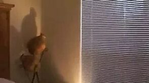 Schwarzer Schwanz fickt Ehestute